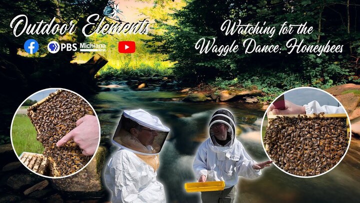 Watching for the Waggle Dance: Honeybees Thumbnail