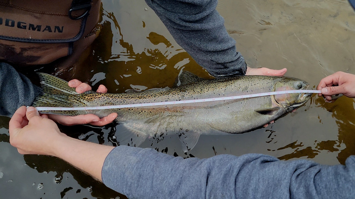 History of Michigan Steelhead