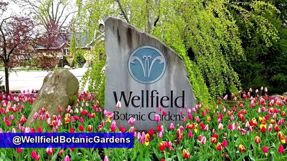 Yoga in the Gardens - Wellfield Botanic Gardens